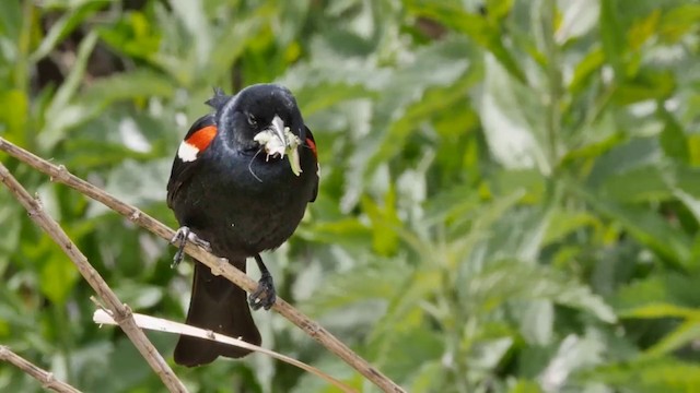 Tricolored Blackbird - ML201771711