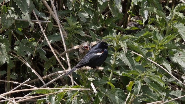Tricolored Blackbird - ML201771721
