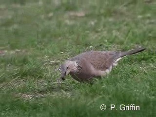 Spotted Dove (Eastern) - ML201771761