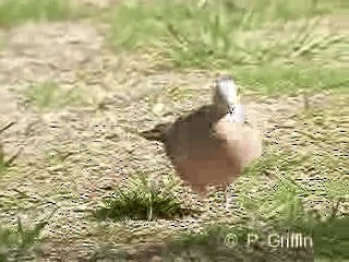 珠頸斑鳩(chinensis/tigrina) - ML201771771