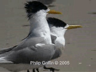 Great Crested Tern - ML201771881
