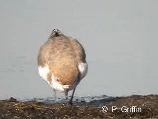 Red-capped Plover - ML201771981