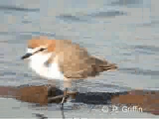 Red-capped Plover - ML201771991