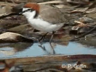 Red-capped Plover - ML201772001