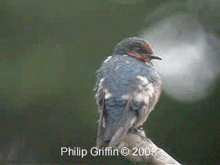 Pacific Swallow (Pacific) - ML201772071