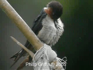 Pacific Swallow (Pacific) - ML201772081