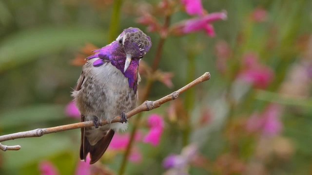 Costa's Hummingbird - ML201773901