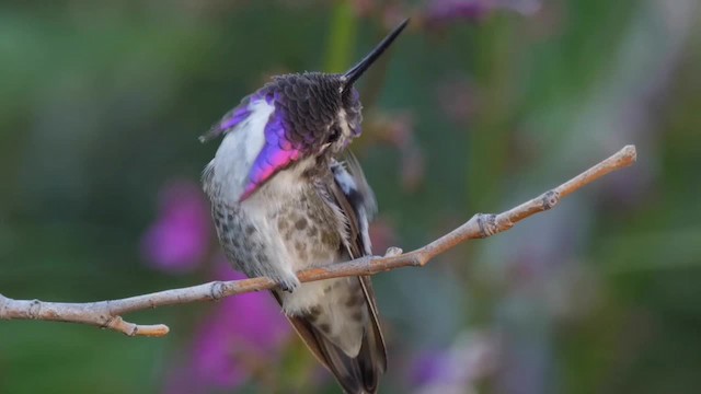 Costa's Hummingbird - ML201773911