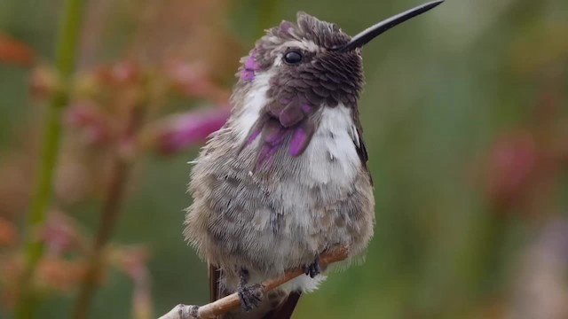 Costa's Hummingbird - ML201773921