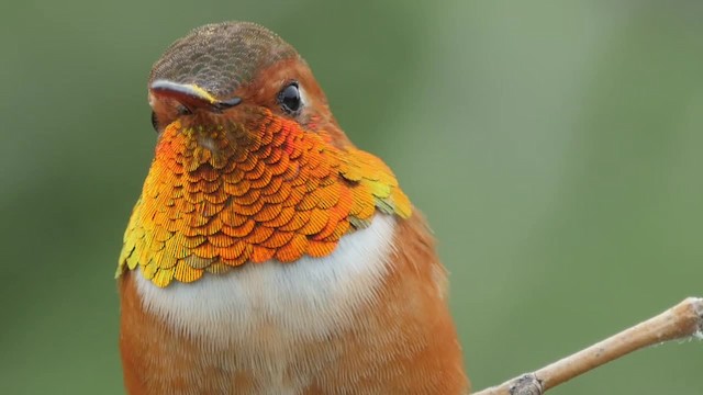 Rufous Hummingbird - ML201774001