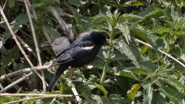 Tricolored Blackbird - ML201774251