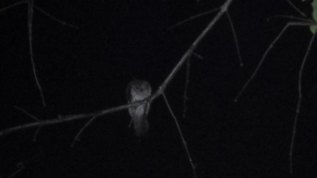 Wallace's Owlet-nightjar - ML201774751