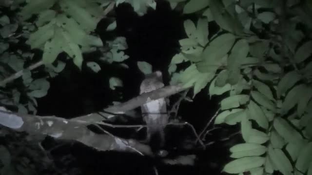 Wallace's Owlet-nightjar - ML201774781