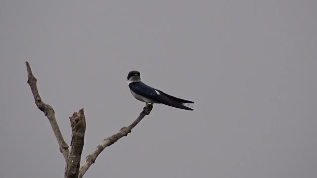 Pied-winged Swallow - ML201774831
