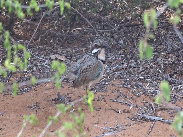 Long-tailed Ground-Roller - ML201774851