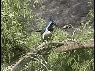 Black-throated Magpie-Jay - ML201775531