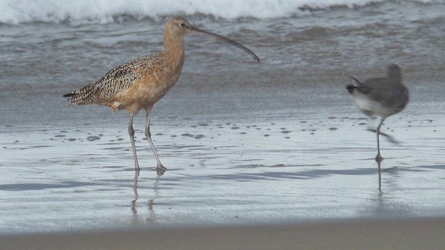 Long-billed Curlew - ML201776401