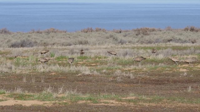 Long-billed Curlew - ML201776731