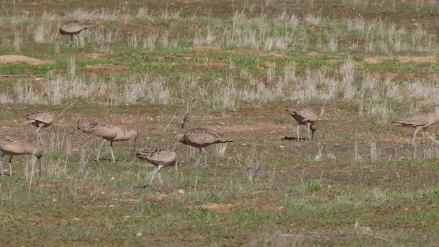 Long-billed Curlew - ML201776771