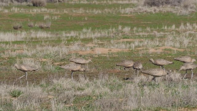 Long-billed Curlew - ML201776811