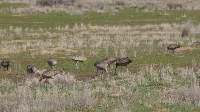 Long-billed Curlew - ML201776821