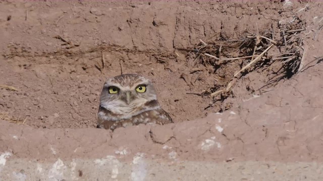 Burrowing Owl (Western) - ML201776911