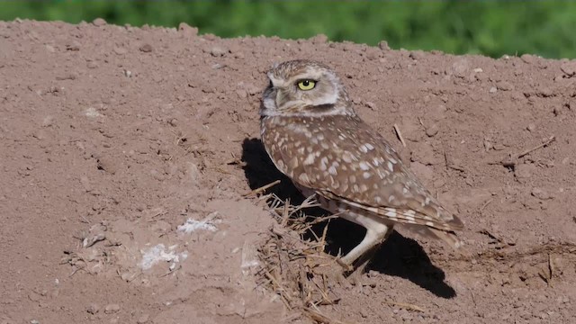 Burrowing Owl (Western) - ML201776921