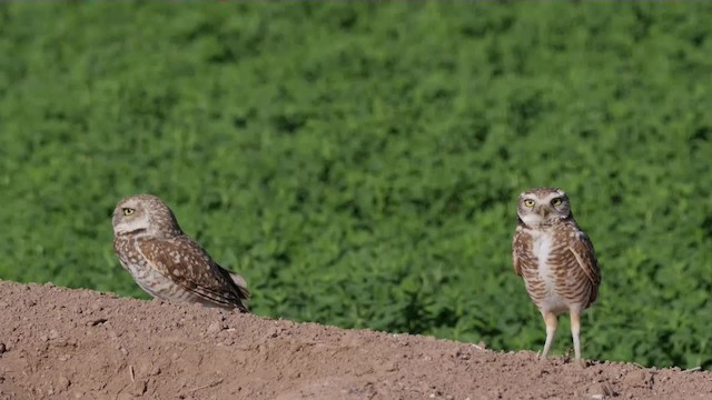 Burrowing Owl (Western) - ML201776931