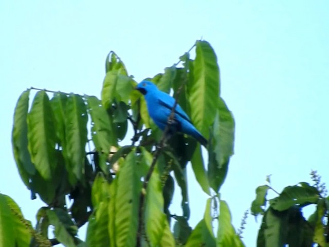  - Plum-throated Cotinga