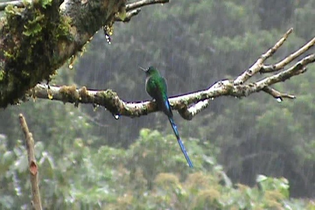 Long-tailed Sylph - ML201777181