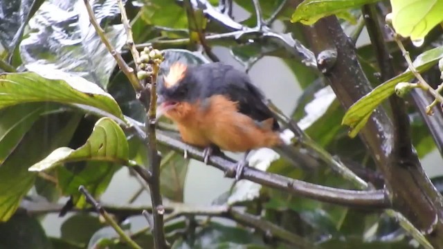 Rufous-crested Tanager - ML201777241