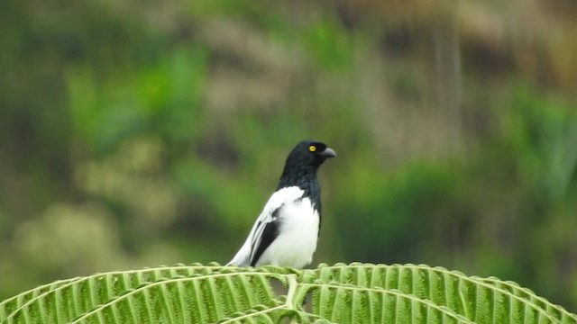 Magpie Tanager - ML201777311