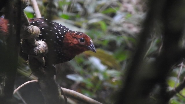  - Ocellated Tapaculo