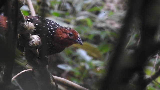 Ocellated Tapaculo - ML201777331