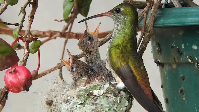 Amazilia Hummingbird (White-throated) - ML201777431