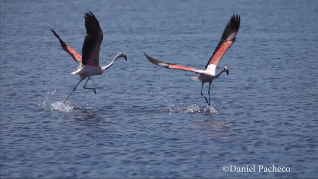 Şili Flamingosu - ML201777591