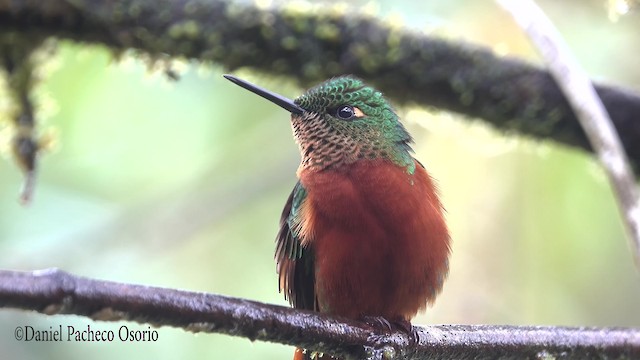 kolibřík peruánský - ML201777681