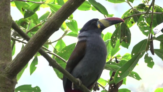 Gray-breasted Mountain-Toucan - ML201777731