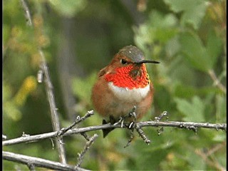 Rufous Hummingbird - ML201778291
