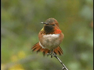 Rufous Hummingbird - ML201778311