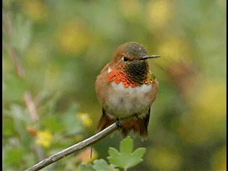 Rufous Hummingbird - ML201778321