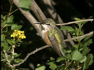 Rufous Hummingbird - ML201778341