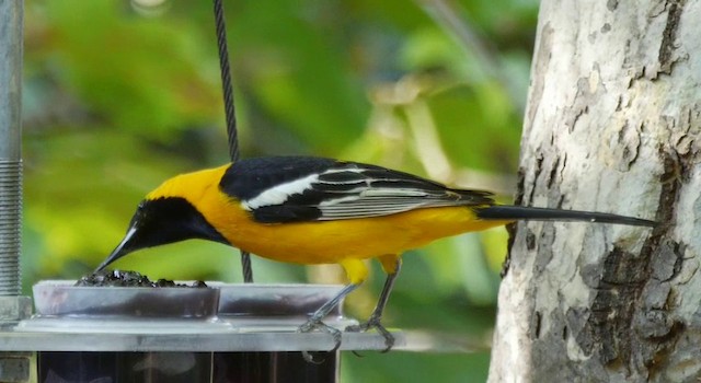 Oriole masqué (groupe nelsoni) - ML201778821