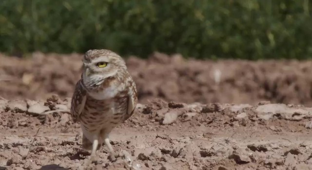 Burrowing Owl (Western) - ML201778851