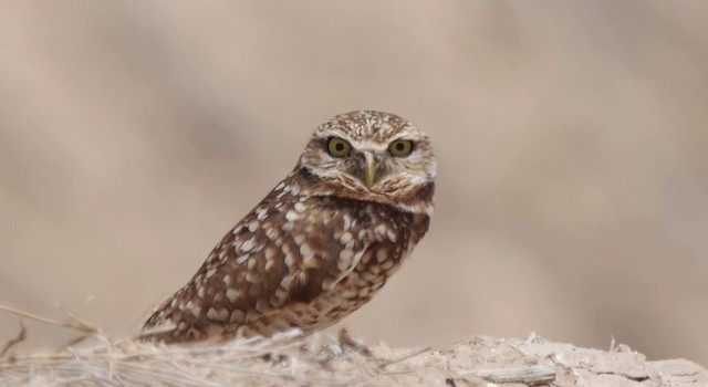 Burrowing Owl (Western) - ML201778891