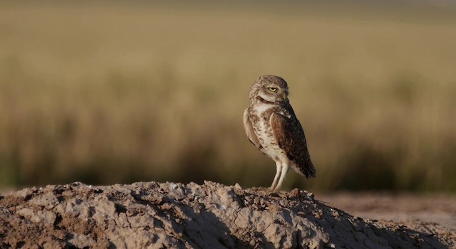 Burrowing Owl (Western) - ML201778901