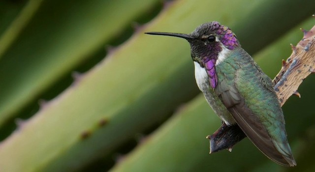 Costa's Hummingbird - ML201778931