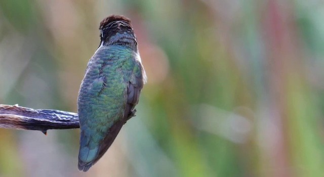 Costa's Hummingbird - ML201778961