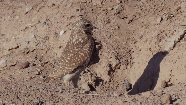 Burrowing Owl (Western) - ML201779181