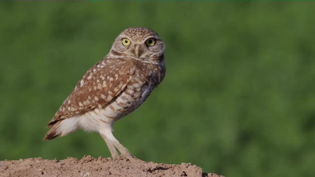 Burrowing Owl (Western) - ML201779211